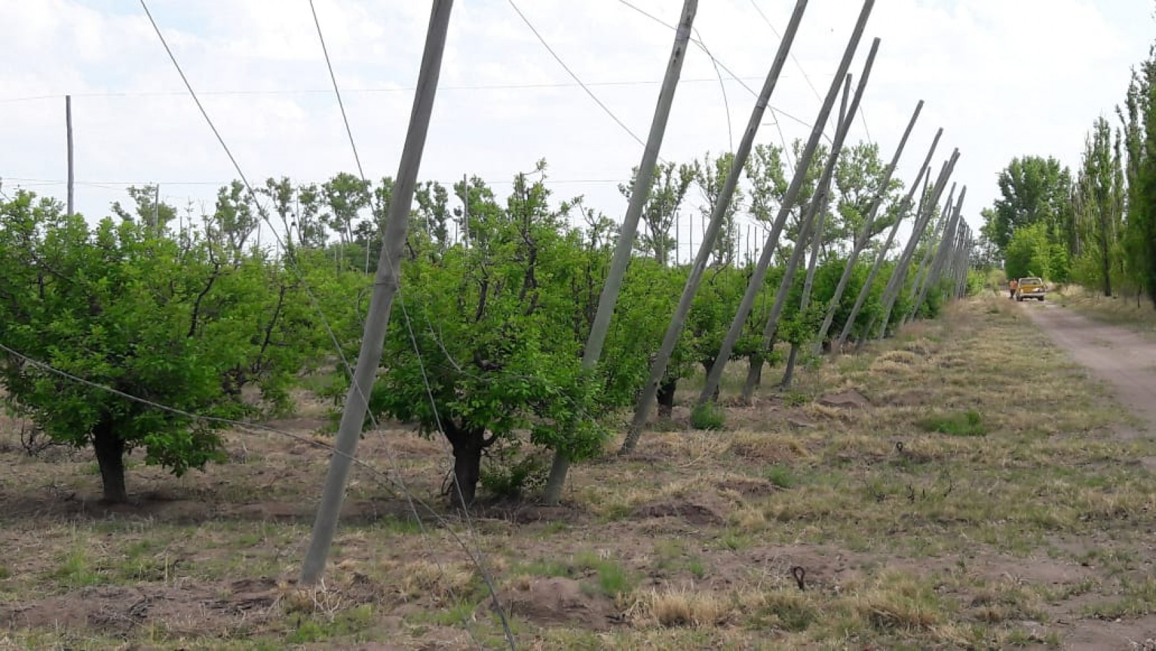 VENDO Finca de 8 hectareas en Las Aguaditas. Casa, frutales Ciruela D'agen,  Durazno, Uvas. San Rafael. Mendoza. 