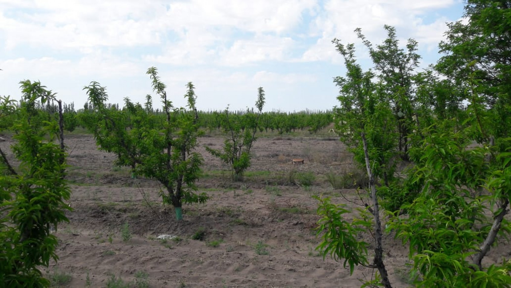 VENDO Finca de 8 hectareas en Las Aguaditas. Casa, frutales Ciruela D'agen,  Durazno, Uvas. San Rafael. Mendoza. 