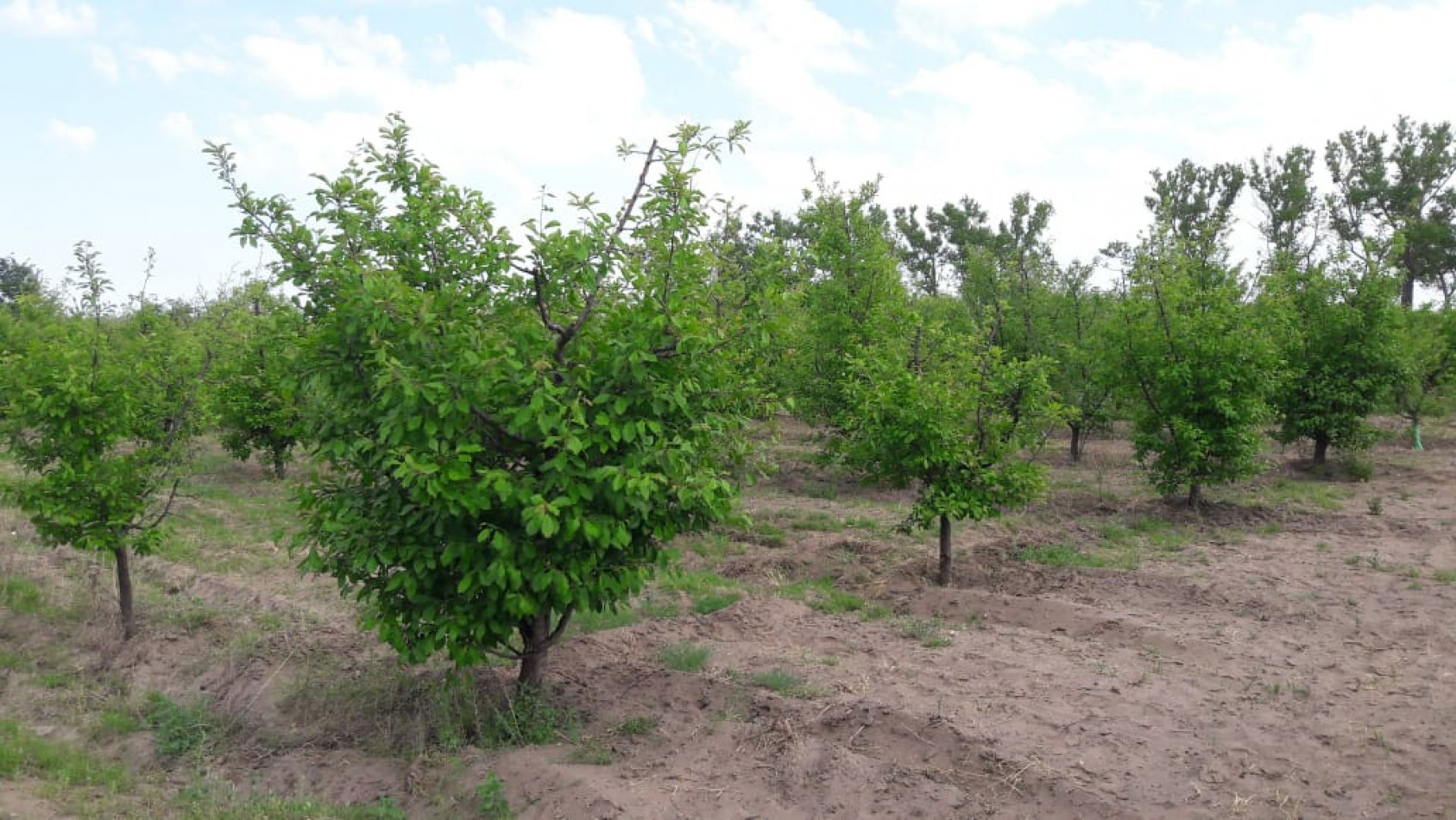 VENDO Finca de 8 hectareas en Las Aguaditas. Casa, frutales Ciruela D'agen,  Durazno, Uvas. San Rafael. Mendoza. 