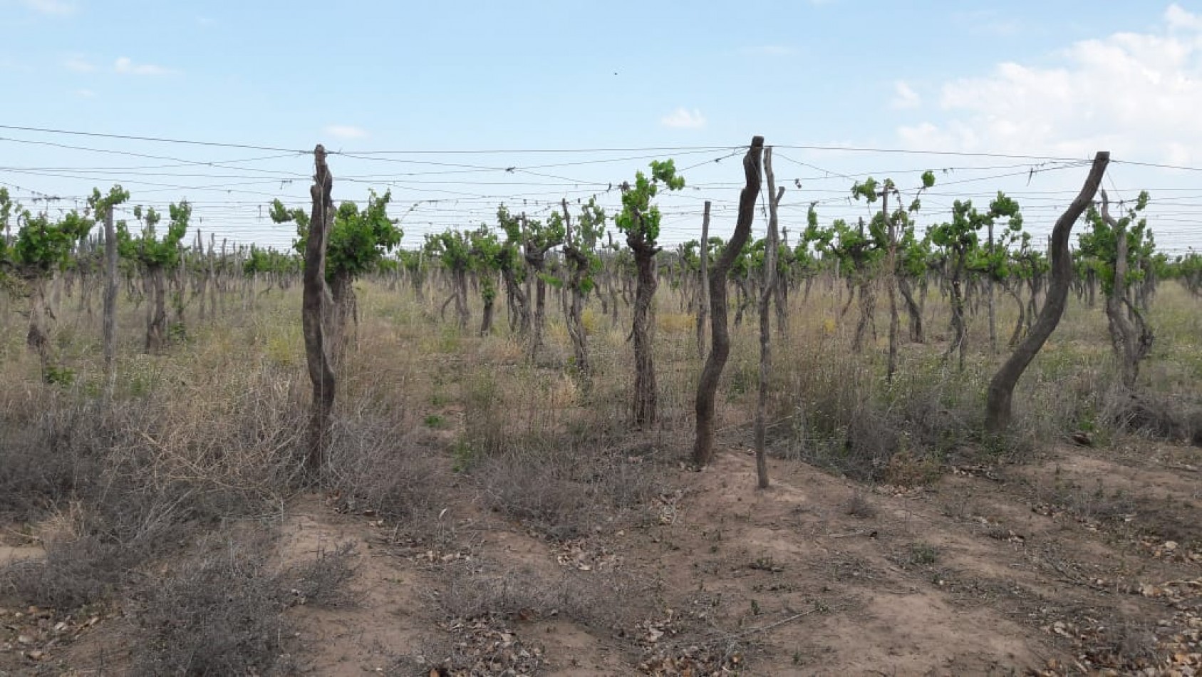 VENDO Finca de 8 hectareas en Las Aguaditas. Casa, frutales Ciruela D'agen,  Durazno, Uvas. San Rafael. Mendoza. 