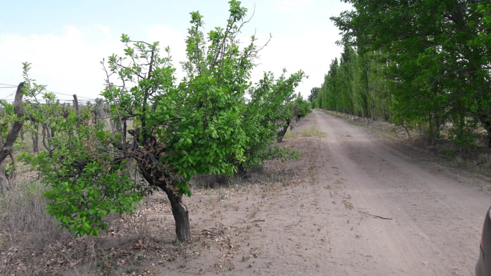 VENDO Finca de 8 hectareas en Las Aguaditas. Casa, frutales Ciruela D'agen,  Durazno, Uvas. San Rafael. Mendoza. 