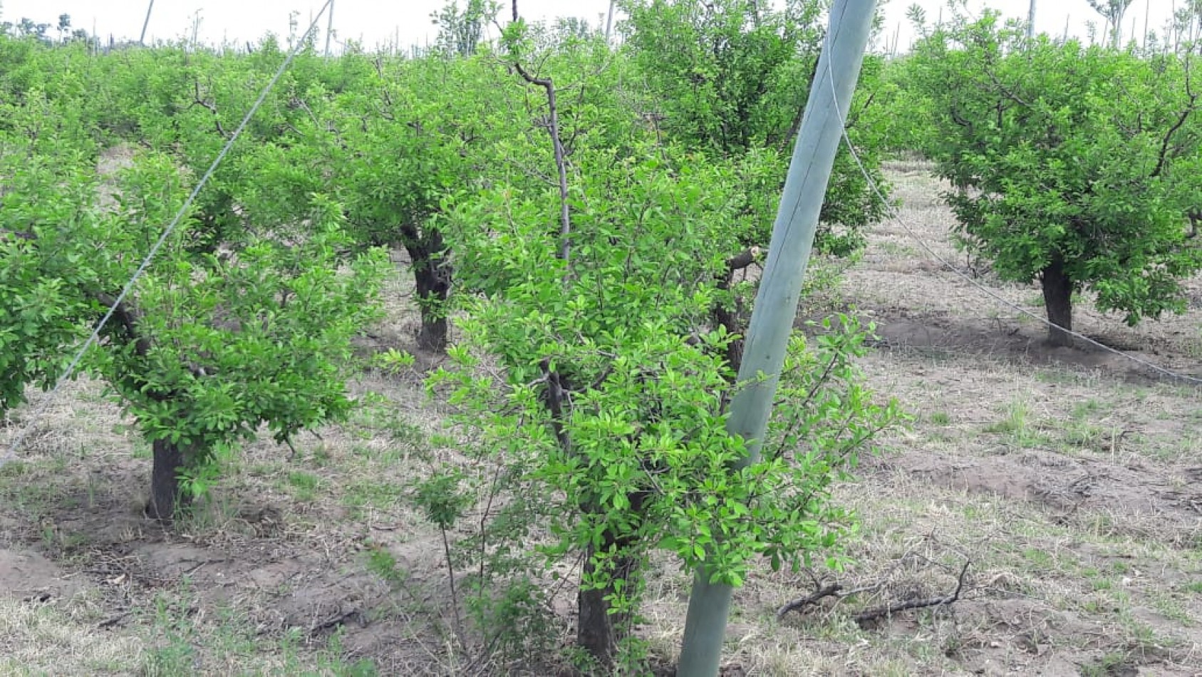 VENDO Finca de 8 hectareas en Las Aguaditas. Casa, frutales Ciruela D'agen,  Durazno, Uvas. San Rafael. Mendoza. 