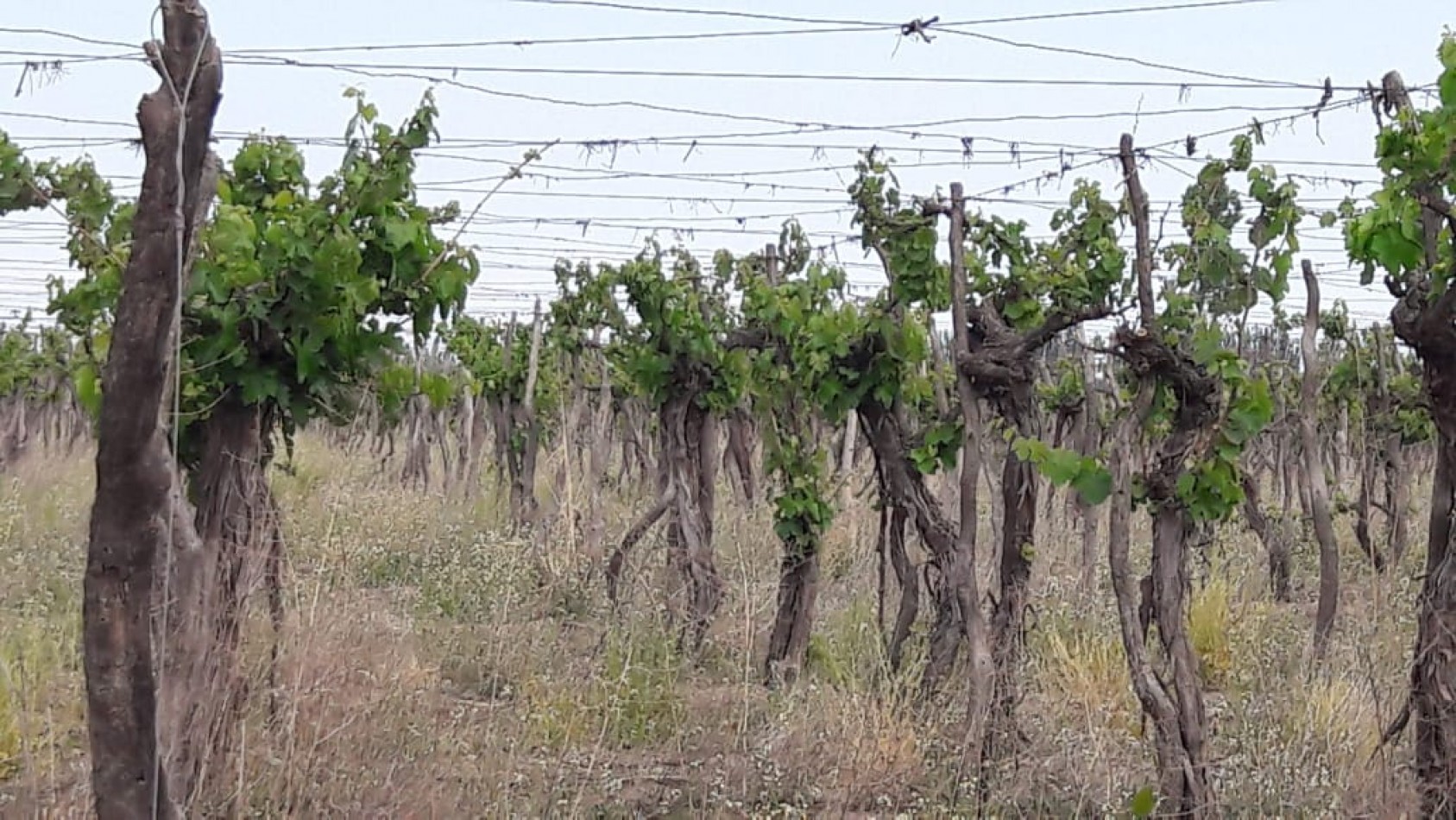 VENDO Finca de 8 hectareas en Las Aguaditas. Casa, frutales Ciruela D'agen,  Durazno, Uvas. San Rafael. Mendoza. 