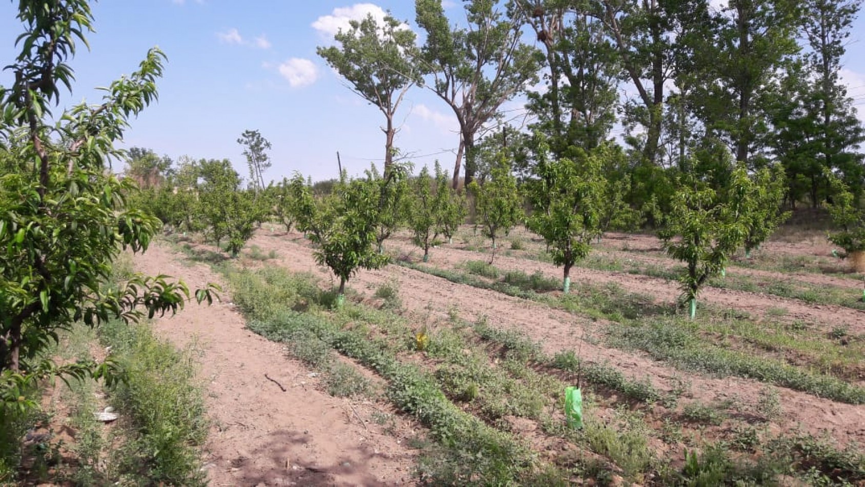 VENDO Finca de 8 hectareas en Las Aguaditas. Casa, frutales Ciruela D'agen,  Durazno, Uvas. San Rafael. Mendoza. 