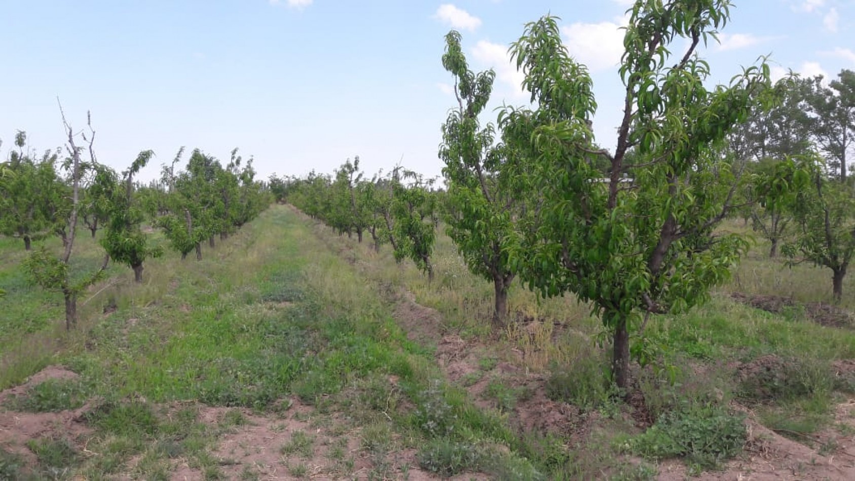 VENDO Finca de 8 hectareas en Las Aguaditas. Casa, frutales Ciruela D'agen,  Durazno, Uvas. San Rafael. Mendoza. 