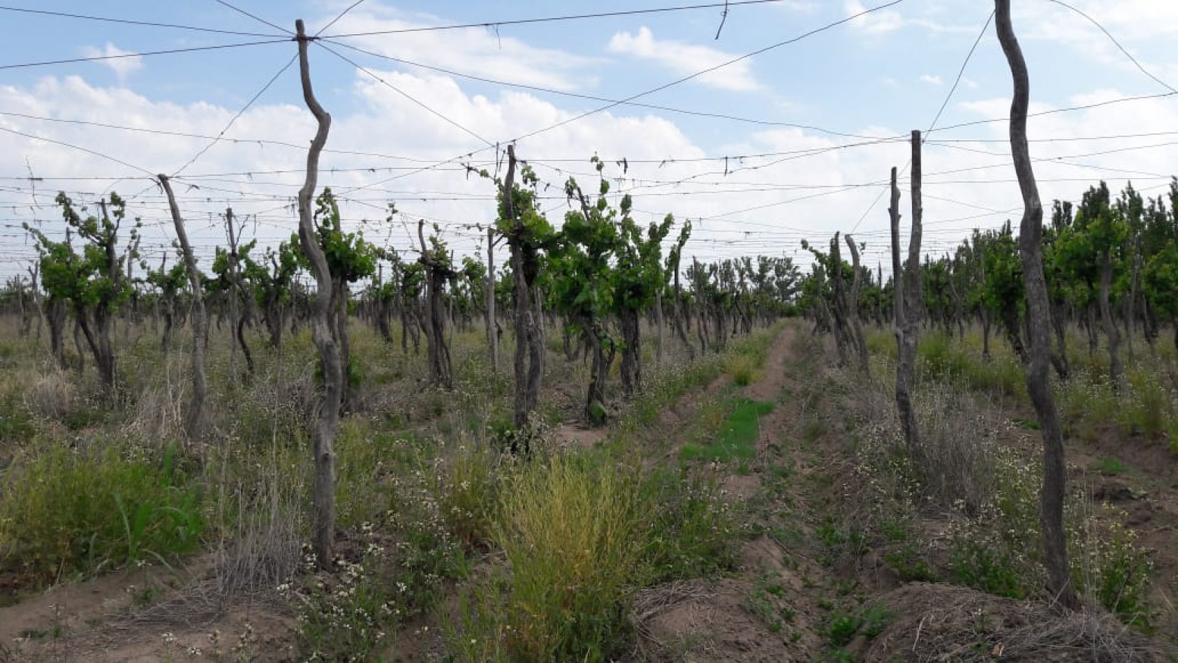 VENDO Finca de 8 hectareas en Las Aguaditas. Casa, frutales Ciruela D'agen,  Durazno, Uvas. San Rafael. Mendoza. 