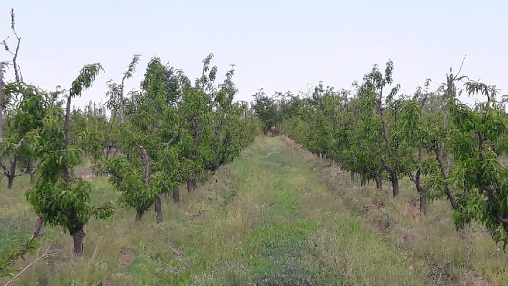 VENDO Finca de 8 hectareas en Las Aguaditas. Casa, frutales Ciruela D'agen,  Durazno, Uvas. San Rafael. Mendoza. 