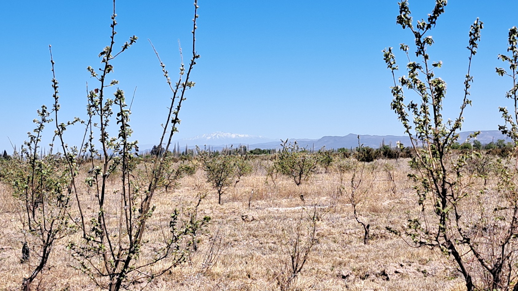 Vendo finca 4 has. zona 4 km Salto de las Rosa. Cuenta con casa 2 dorm.  a terminar. San Rafael.