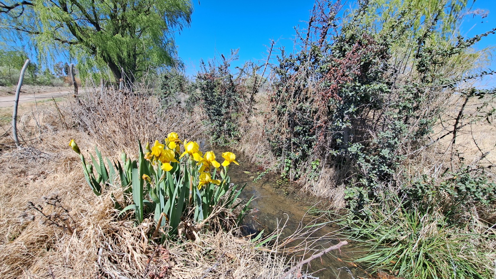 Vendo finca 4 has. zona 4 km Salto de las Rosa. Cuenta con casa 2 dorm.  a terminar. San Rafael.