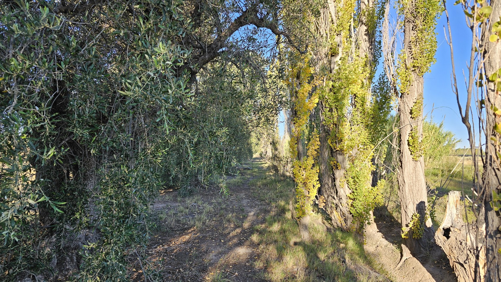 Gran terreno o lote de 2 has en San Rafael ideal emprendimiento 