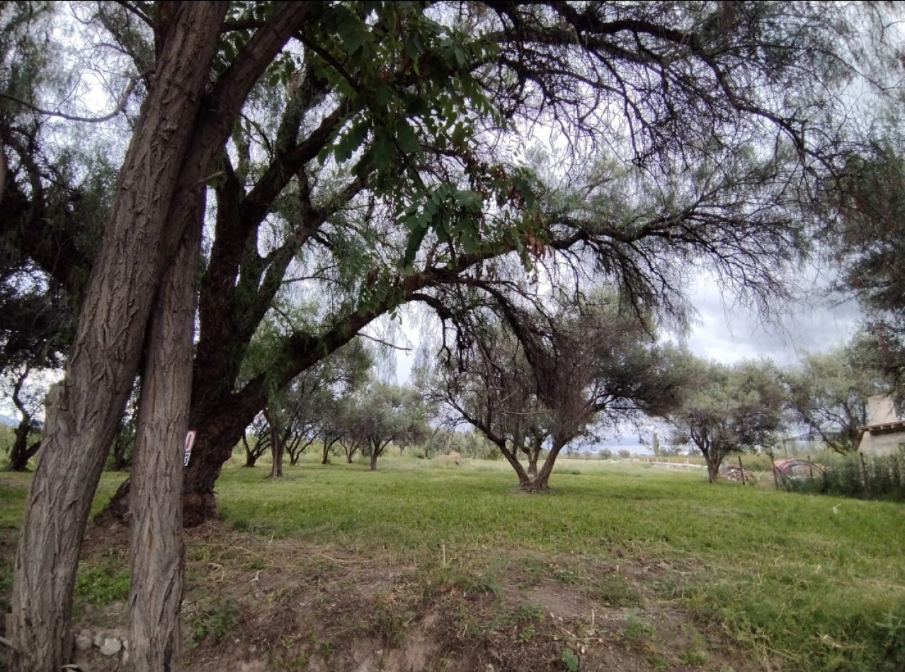 Vendo Lote 7400 m² con Avance pilastras, puente, pozo, olivos. Sonbre Ejercito de los Andes Rama Caida. Ejercito de los Andes. San Rafael. Mendoza 