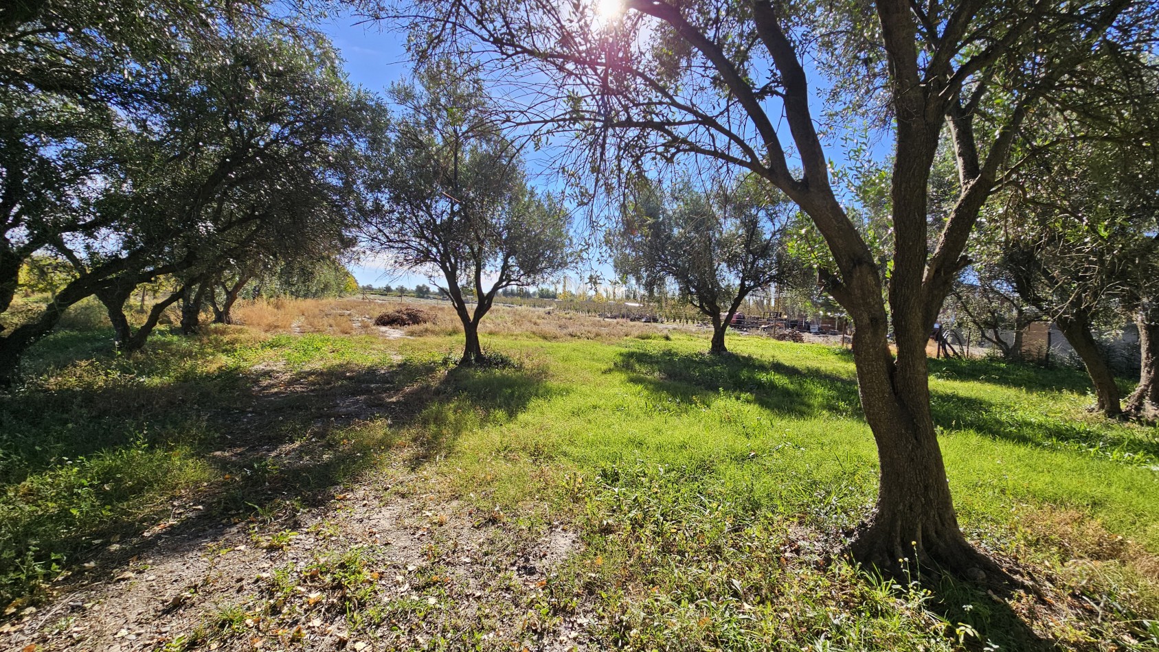 Vendo Lote 7400 m² con Avance pilastras, puente, pozo, olivos. Sonbre Ejercito de los Andes Rama Caida. Ejercito de los Andes. San Rafael. Mendoza 