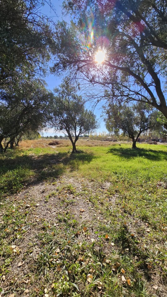 Vendo Lote 7400 m² con Avance pilastras, puente, pozo, olivos. Sonbre Ejercito de los Andes Rama Caida. Ejercito de los Andes. San Rafael. Mendoza 
