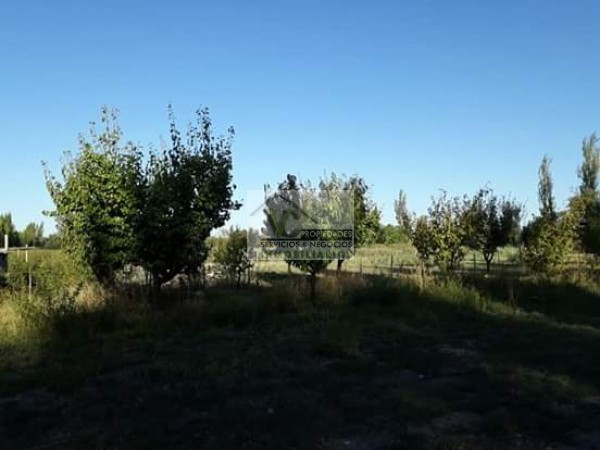 Vendo hermosa Finca zona Rama Caida de  5 hectáreas,  en producción uva bonarda y mezcla  con tela antigranizo. Vista Montaña 