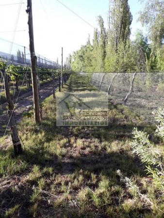 Vendo hermosa Finca zona Rama Caida de  5 hectáreas,  en producción uva bonarda y mezcla  con tela antigranizo. Vista Montaña 